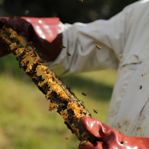 bees and chocolate