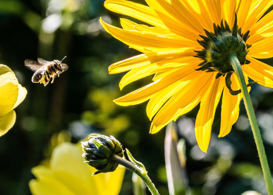 Peeling Back the Label: Why Bee Products Aren't Certified Organic